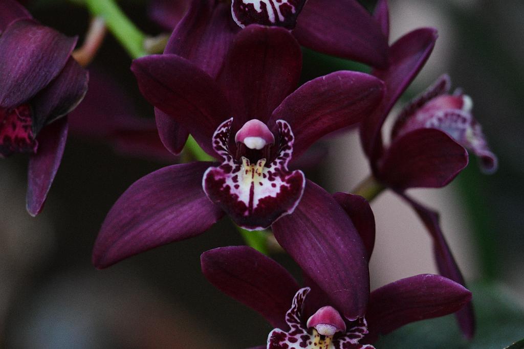 2025-01155994 Tower Hill Botanic Garden, MA.JPG - Orchid (Cymbidium). New England Botanic Garden at Tower Hill, MA, 1-15-2025